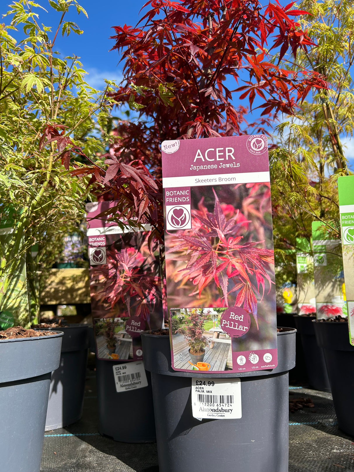 Acer Palm Mix 19cm (7 varieties)
