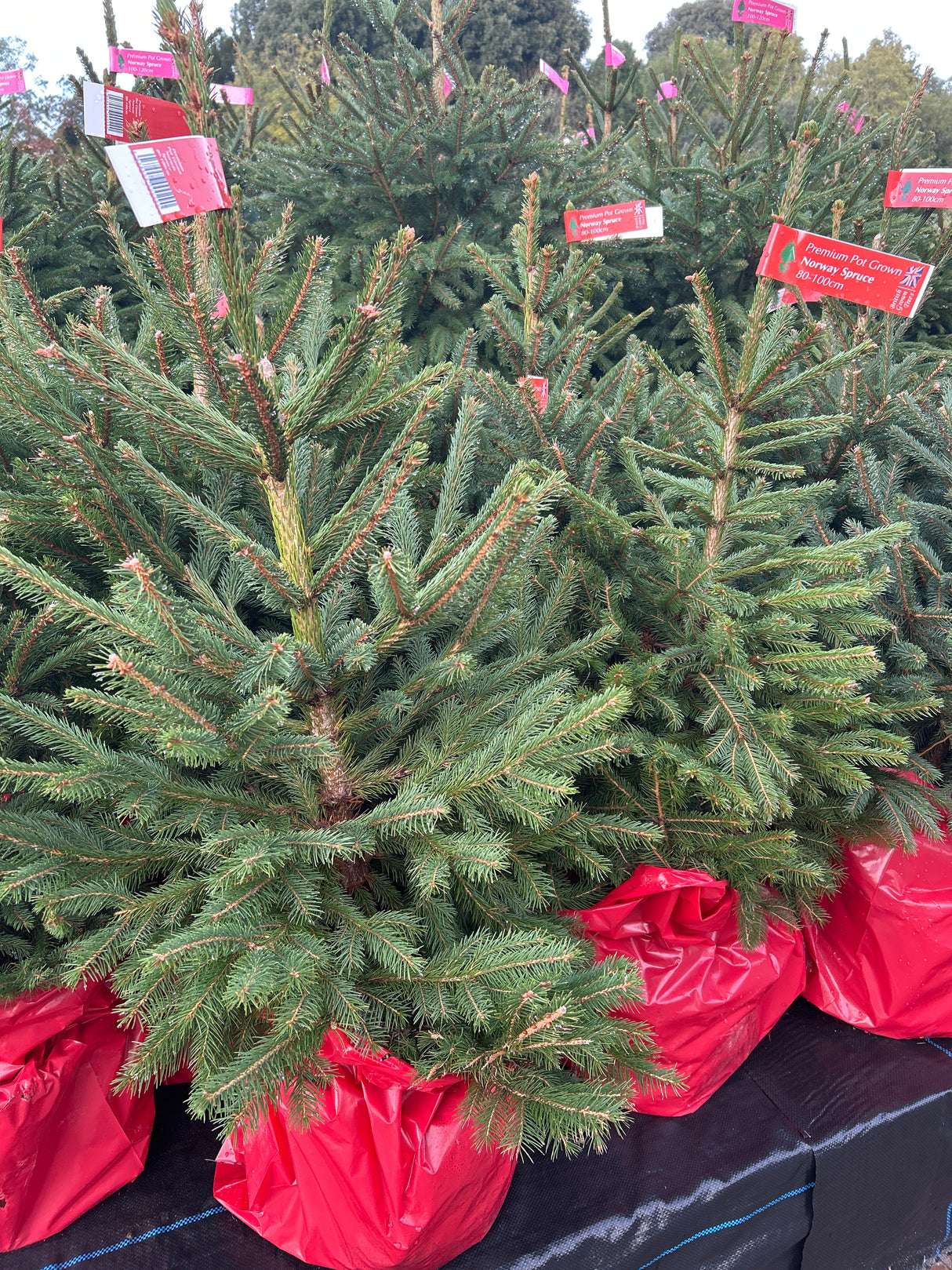 Premium Pot Grown Nordmann 80-100cm