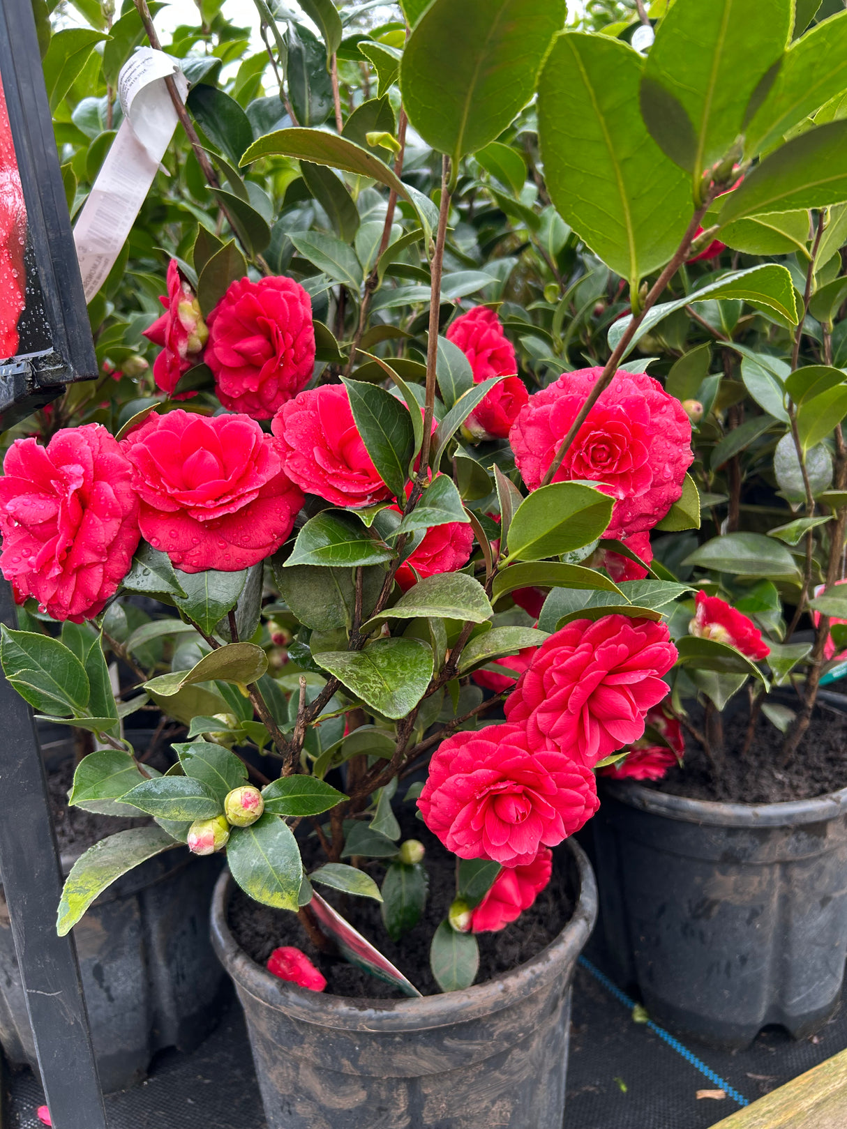 Camellia Japonica