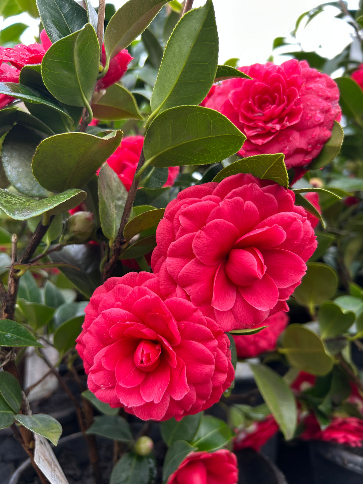 Camellia Japonica