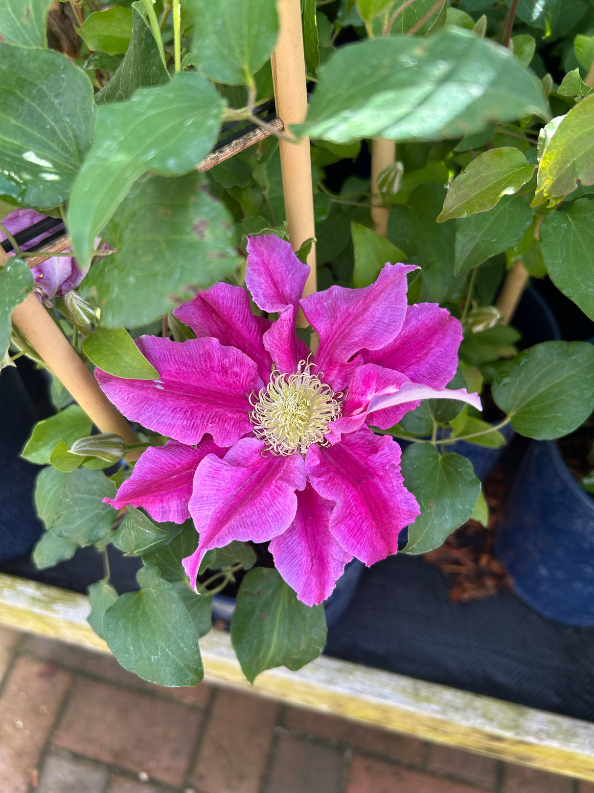 Clematis Queens Nurse