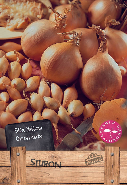 Onions Sturon 50 Per Pack