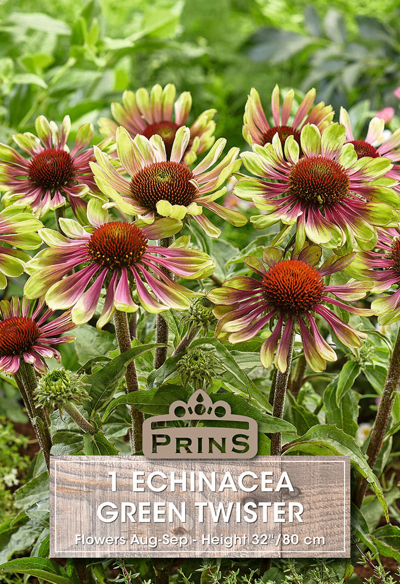 Echinacea ‘Green Twister’ Per Pack
