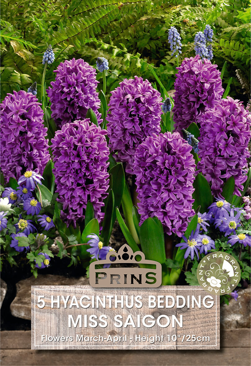 Hyacinth Miss Saigon 5 Per Pack