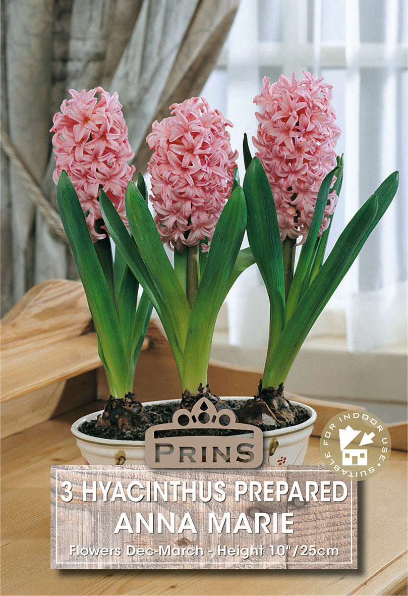 Prepared Hyacinth Anna Marie 3 Per Pack