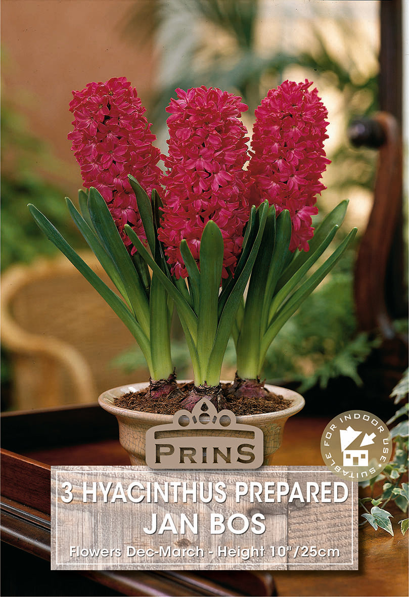 Hyacinth Prepared Jan Bos 3 Pack
