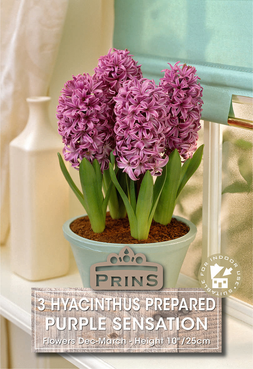 Hyacinth Prepared Purple Sensation 3 Pack