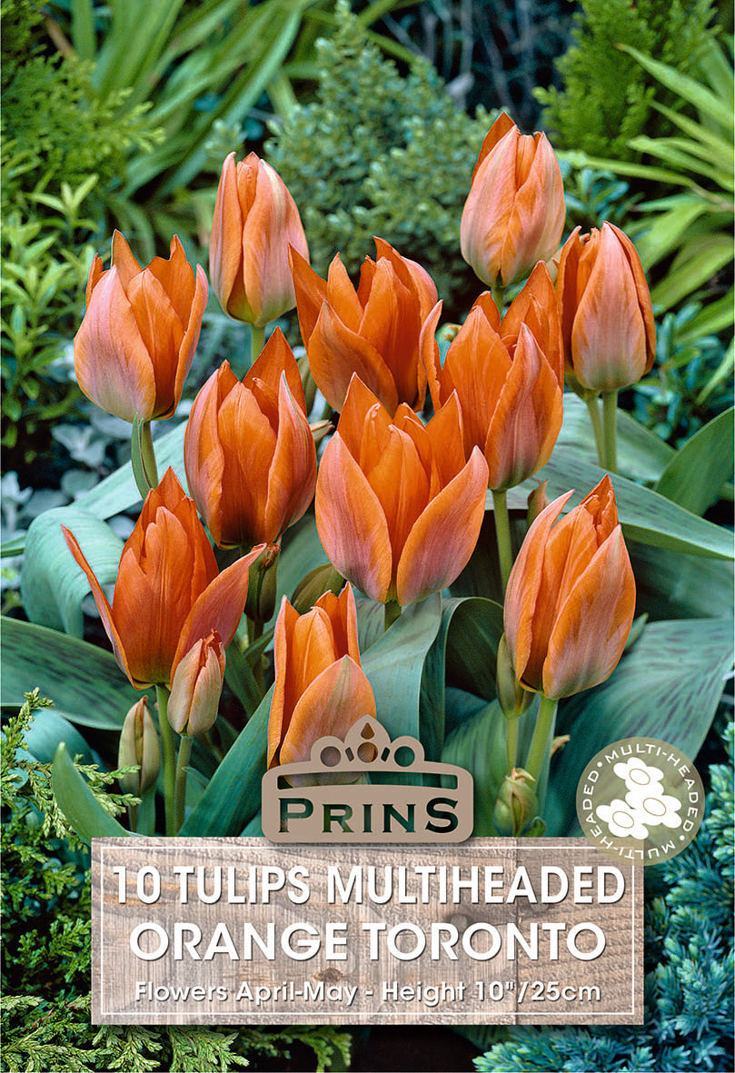 Tulips Orange Toronto 10 Per Pack