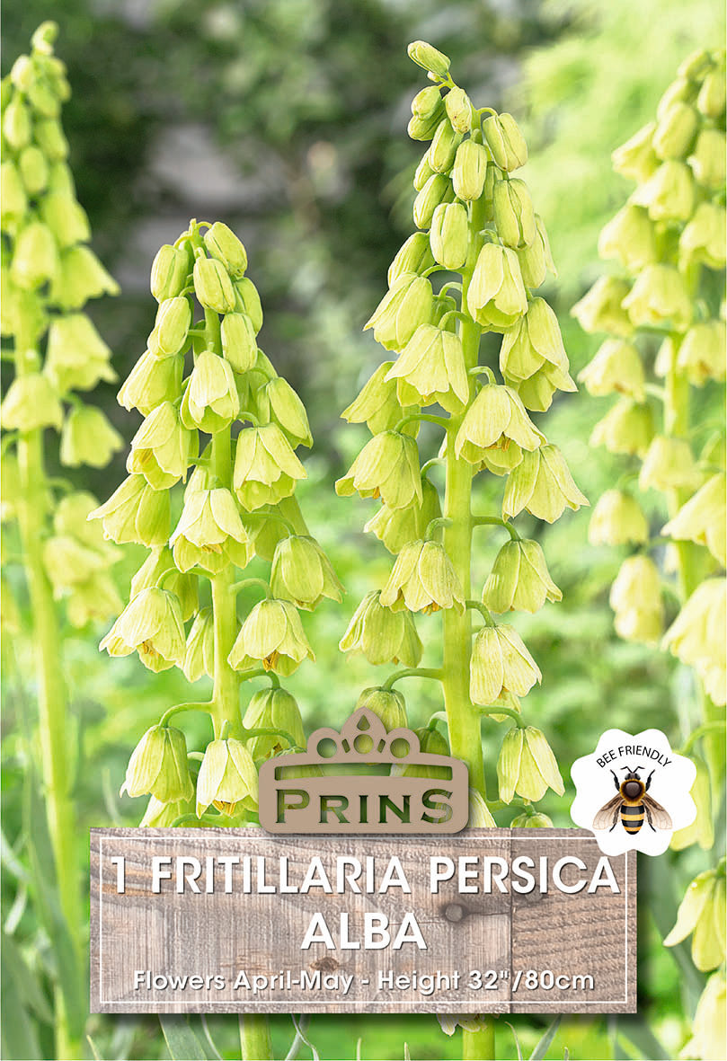 Fritillaria Persica Alba 1 Per pack