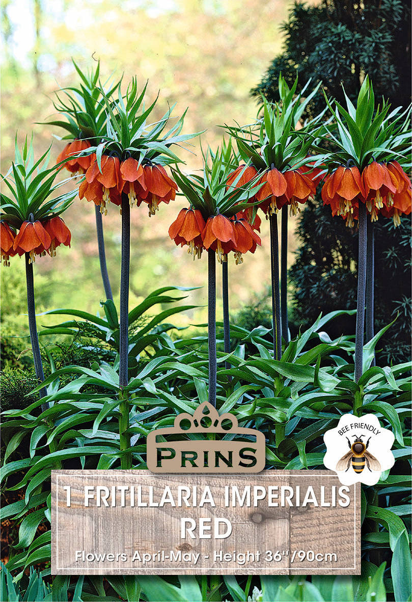 Fritillaria Red 1 Per Pack