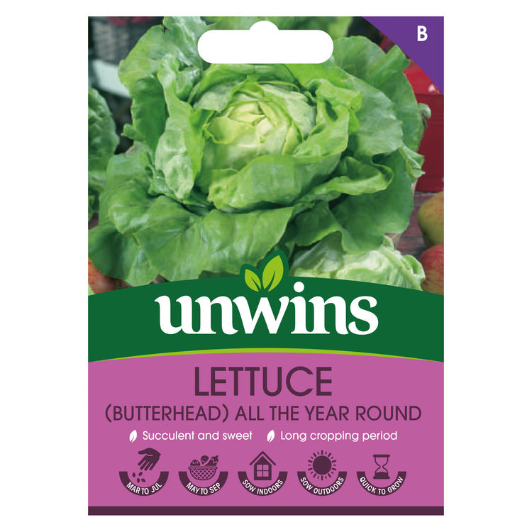 Lettuce (butterhead) All The Year Round