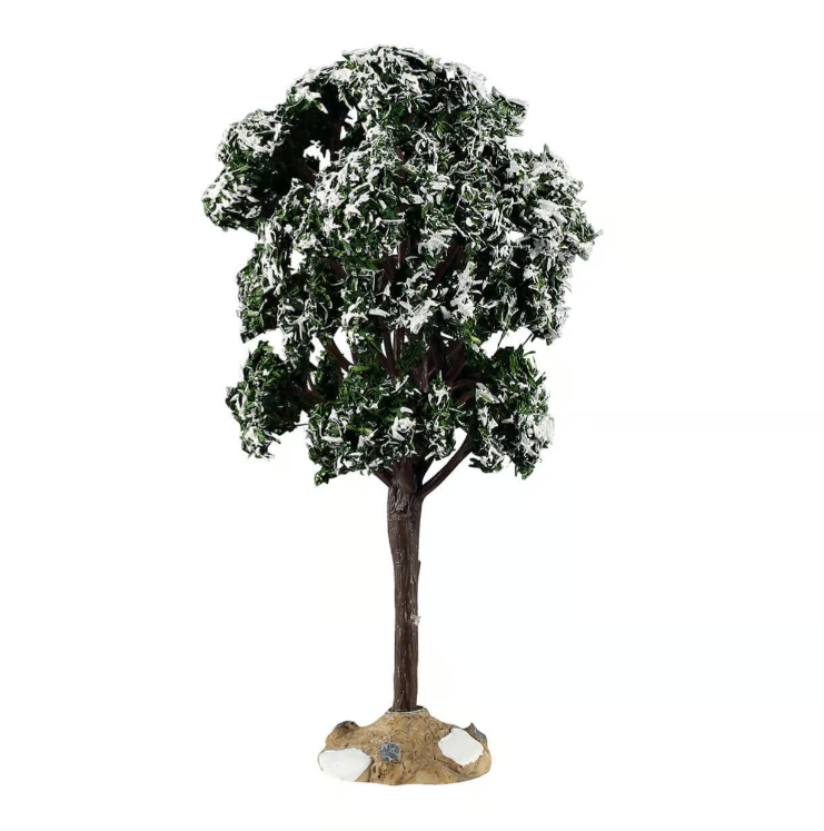 Large Balsam Fir Tree