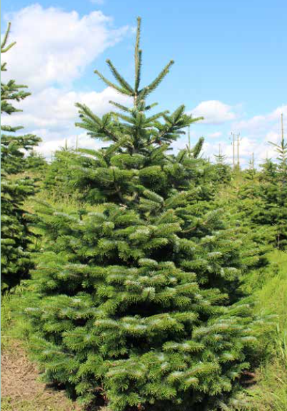 Value Nordmann Fir (Various sizes)