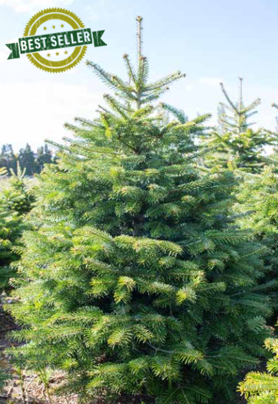 Premium Nordmann Classic 175 -200cm (6 to 7ft)