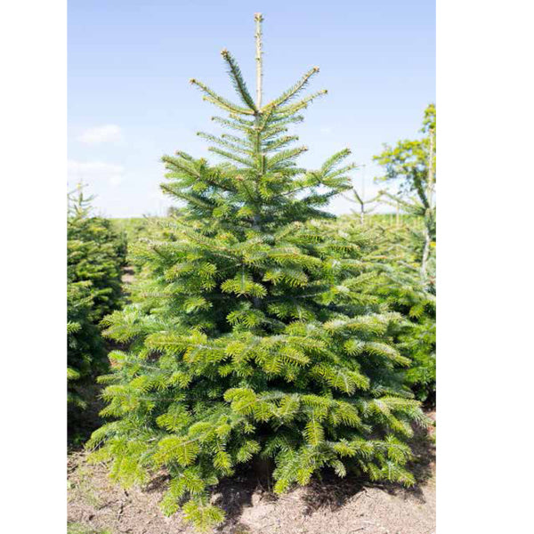 Slimline Nordmann Fir 175-200cm
