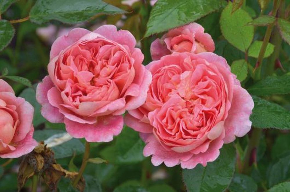 Boscobel Rose
