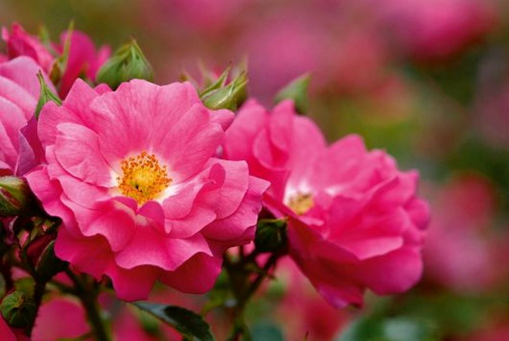 Rose Flower Carpet Pink