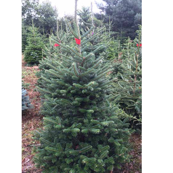 Premier Cut Fraser Fir (Various sizes)