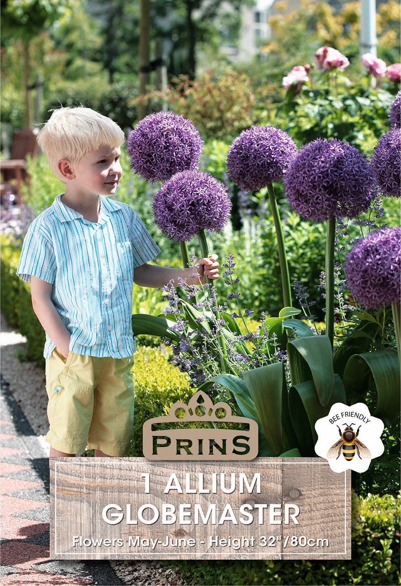 Allium Globemaster 1 Per Pack