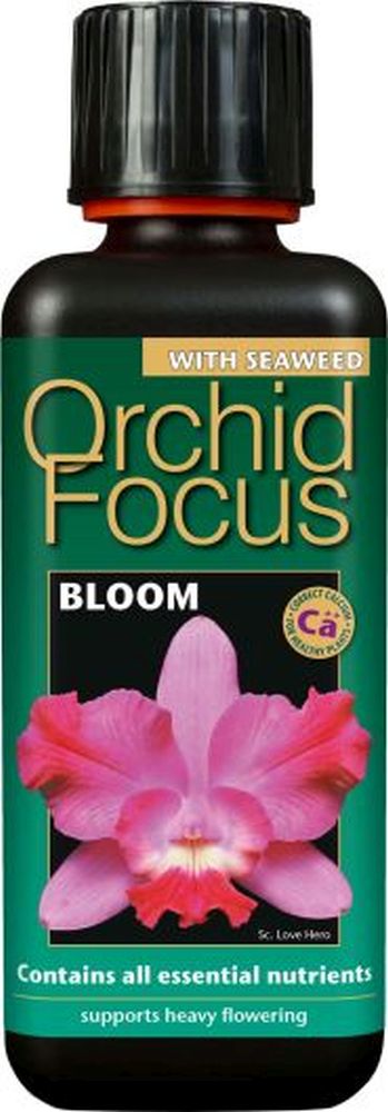 Orchid Focus Bloom