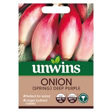 Onion Spring Deep Purple