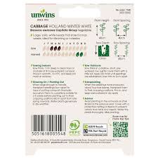 Cabbage Holland Winter White