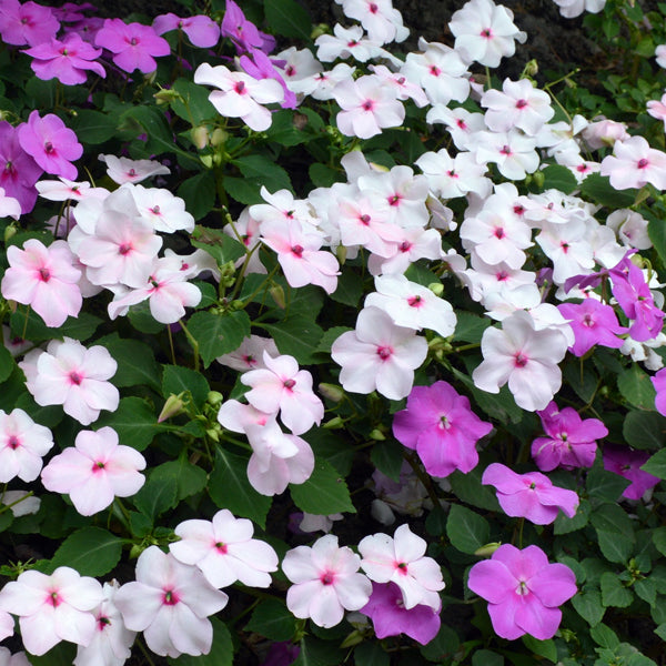 Impatiens F1 6 Pack