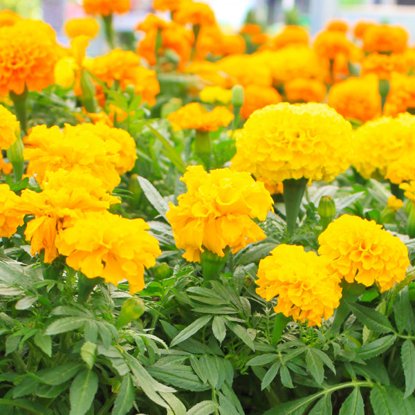 Marigold 6 Pack