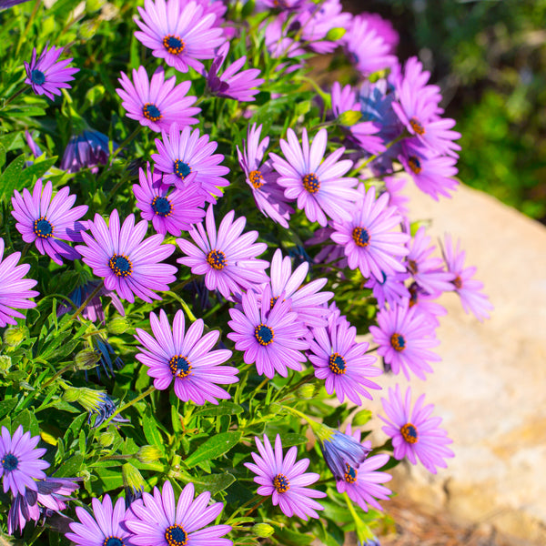 Osteospermum Sunny Mix