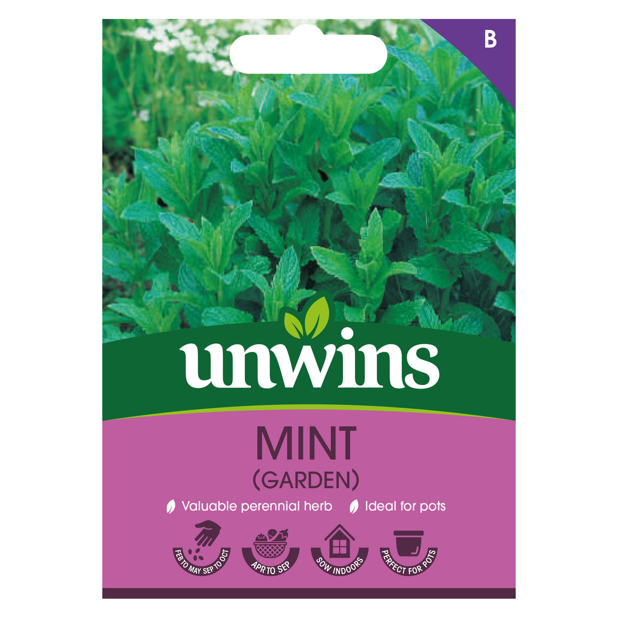 Herb Mint (Garden)