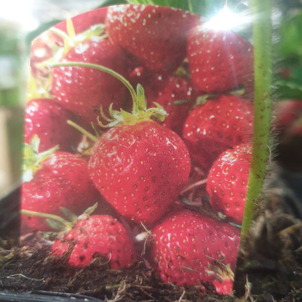 Strawberry - Elsanta