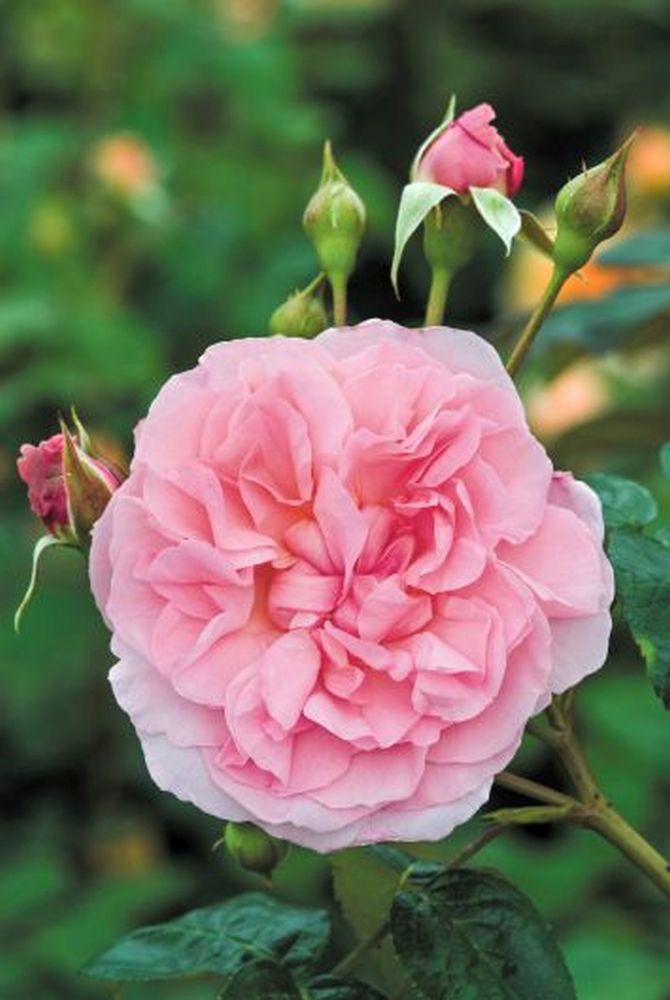 strawberry-hill-almondsbury-garden-centre