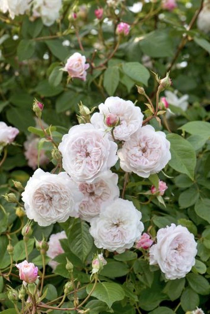 The Albrighton Rambler