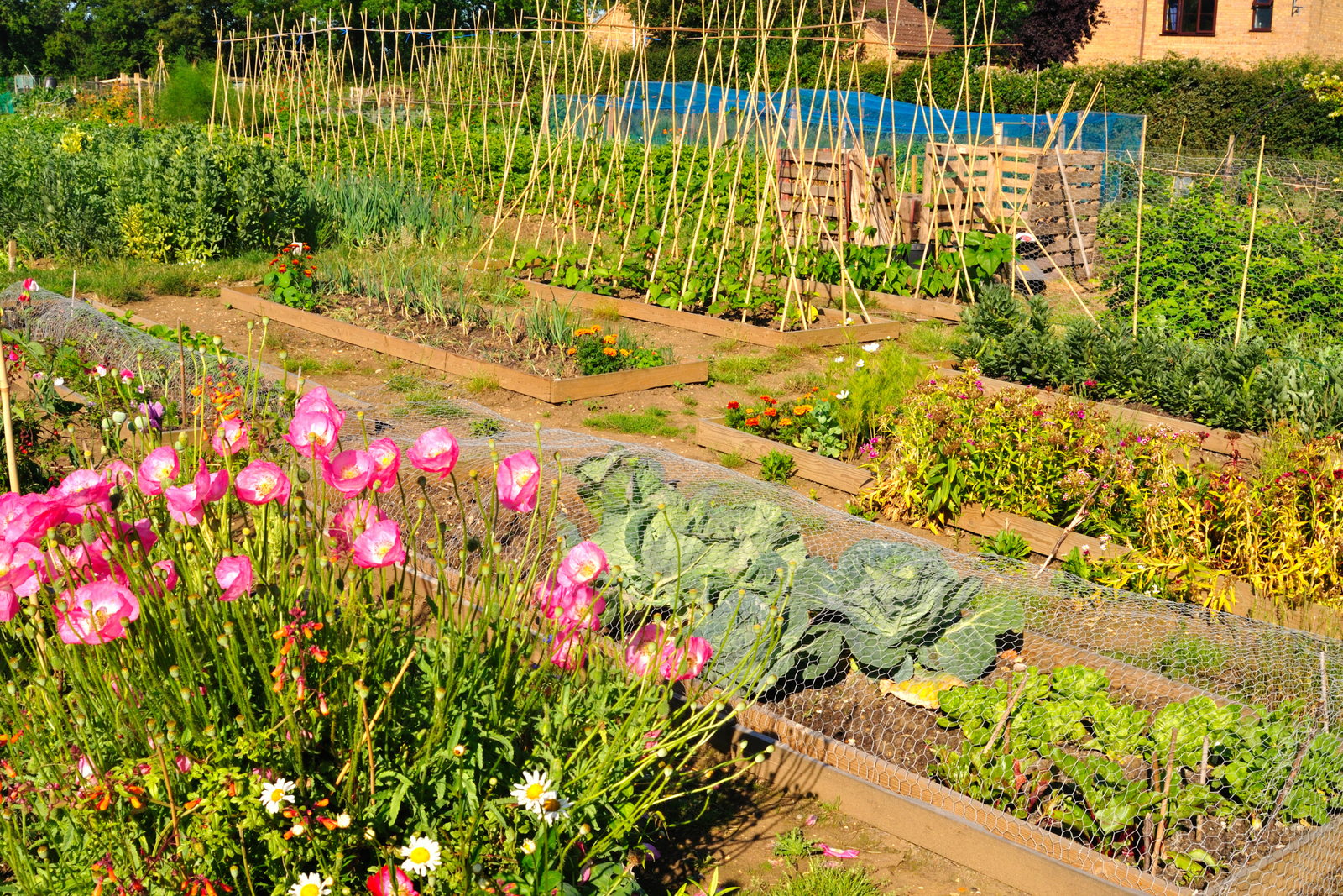 Companion Planting Guide: Best Plant Pairings for a Healthier Garden