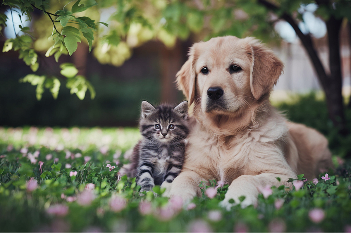 Poisonous plants to cats and dogs: garden plants and houseplants to know