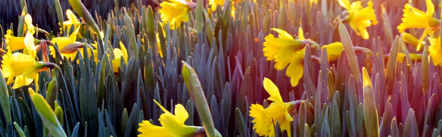 How to Plant Spring Bulbs For a Stunning Display