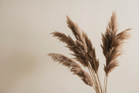 How to grow and care for Pampas Grass: planting, pruning and decor ideas