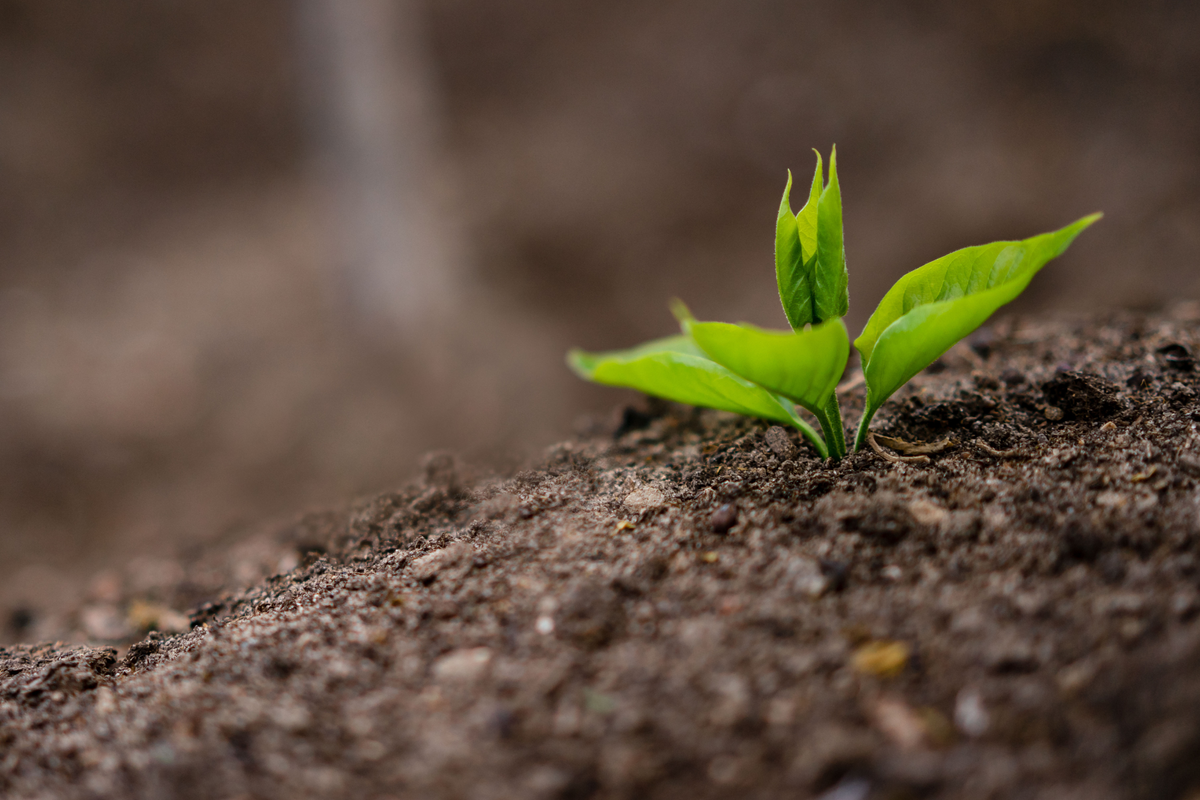 How to improve your soil over autumn & winter for the best growing season next spring