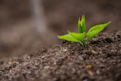 How to improve your soil over autumn & winter for the best growing season next spring
