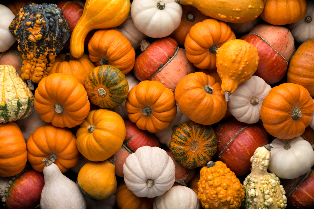 Pumpkin After Care: What to do with your pumpkins after halloween