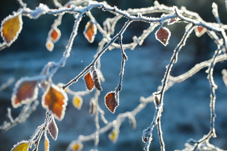 How to Prepare Your Garden for the First Frost