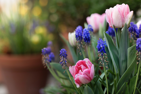 How to Plant a Bulb Lasagne: A Step-by-Step Guide to Layered Spring Colour