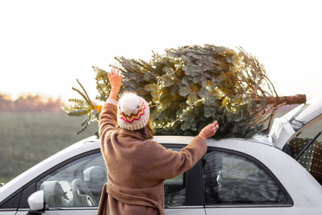 Picking Your Real Christmas Tree: Which Is Best For You