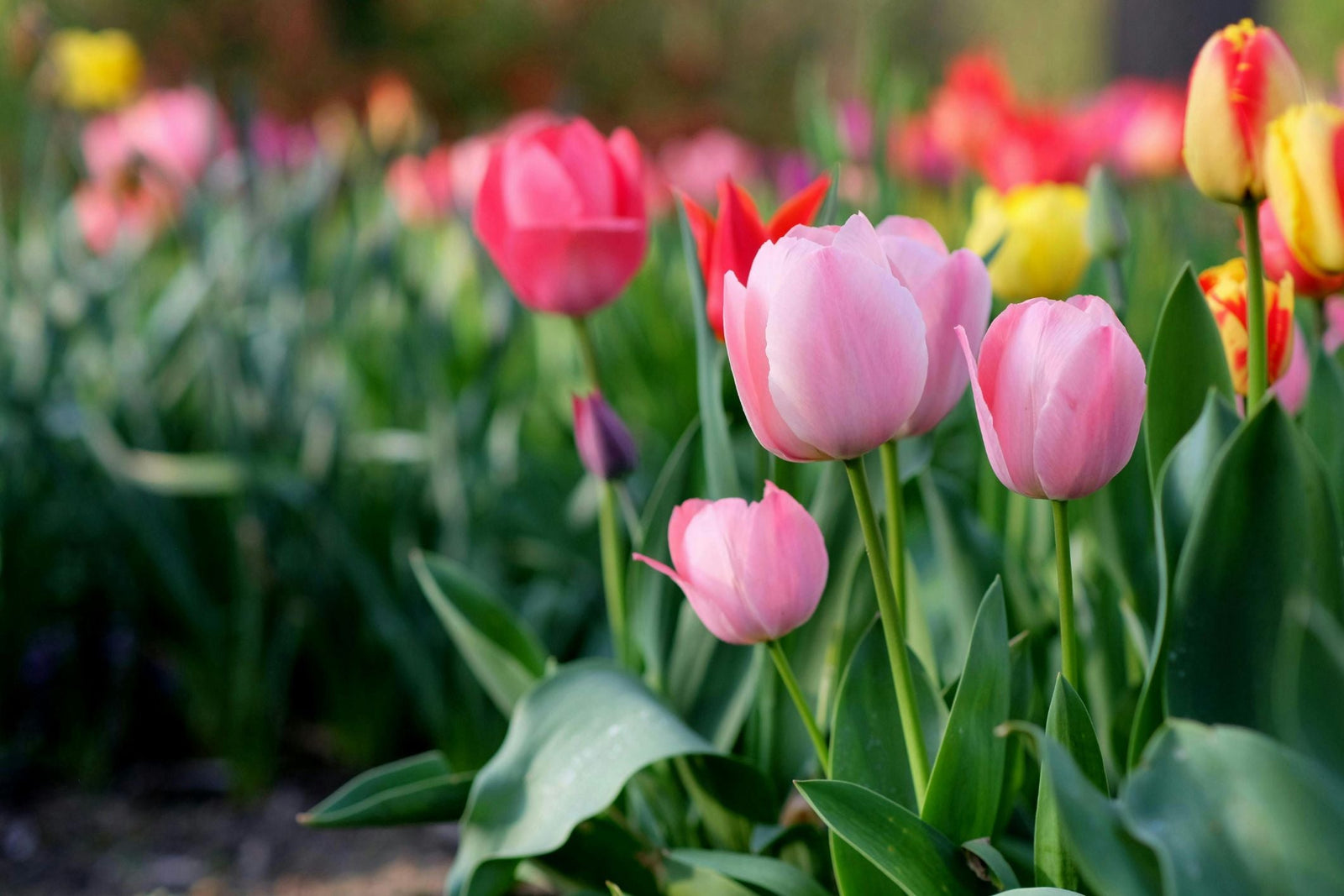A Complete Guide to Caring for Spring Bulbs After Flowering