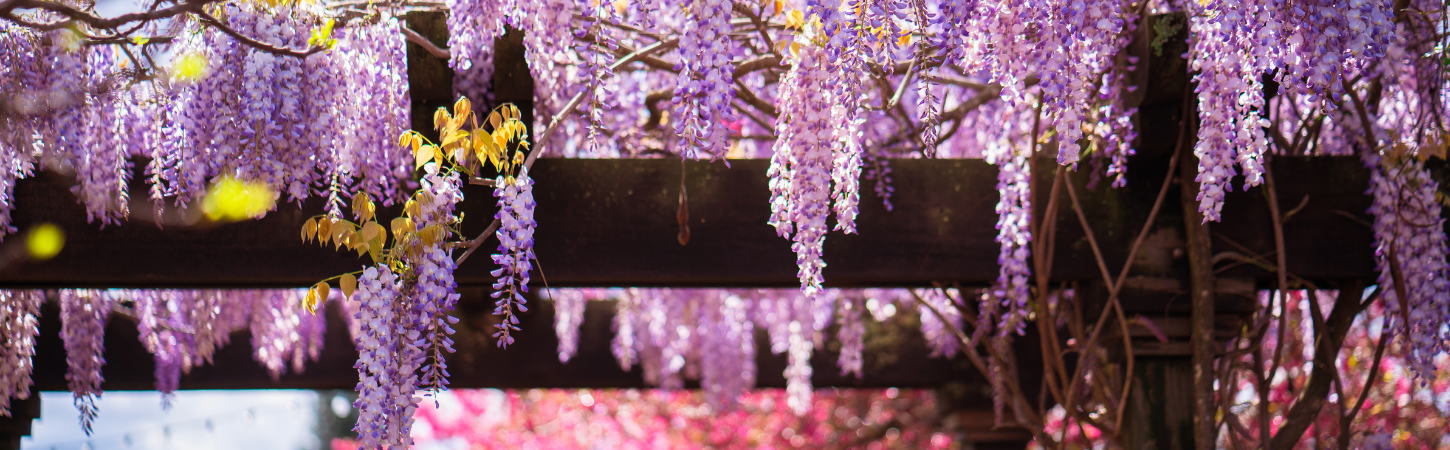 6 Easy & Stunning Garden Pergola Ideas For This Summer