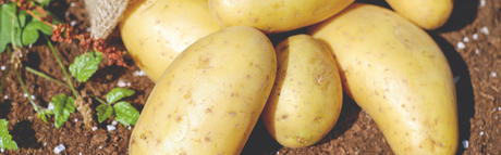 From Seed to Spud: Your Ultimate Guide to Growing Potatoes