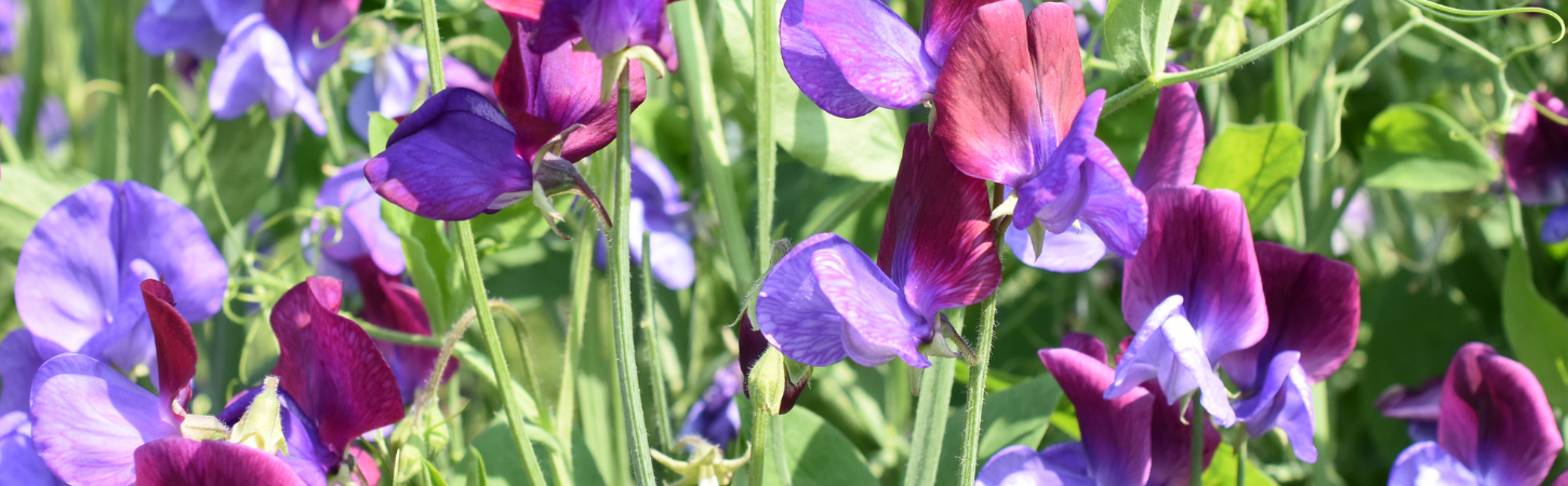 The Art of Growing Sweet Peas: A Complete Growing Guide