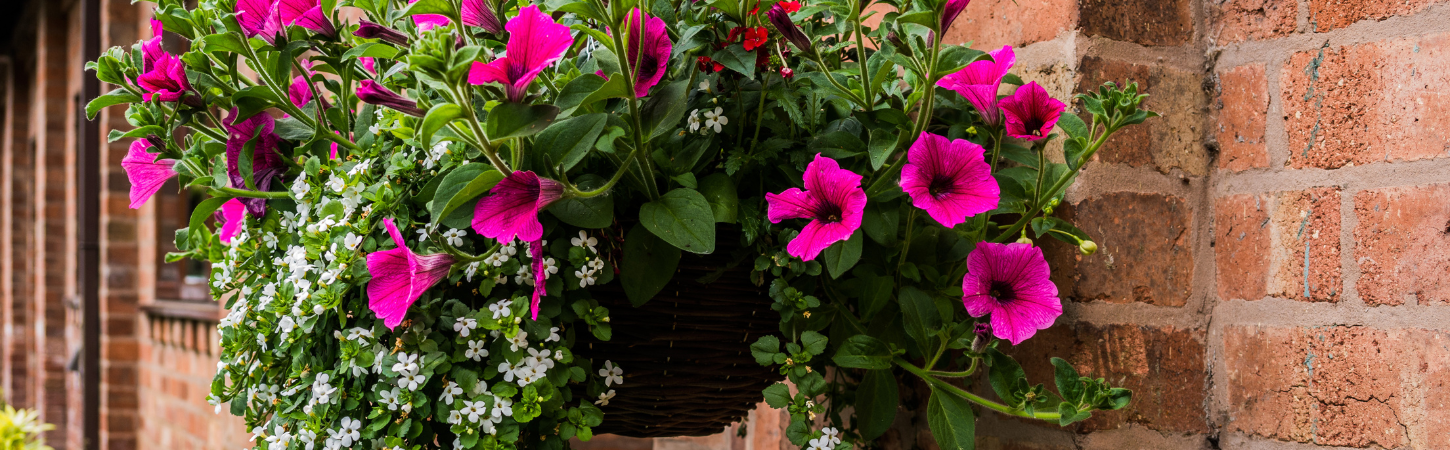 How to Plant a Hanging Basket for Beautiful, Long-Lasting Results