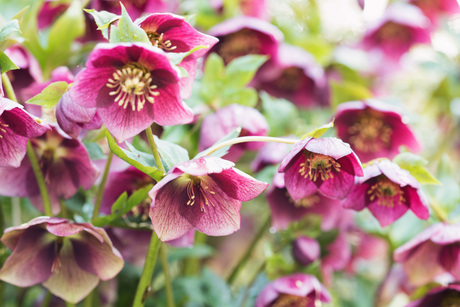 Winter Roses: Hellebore Care Guide