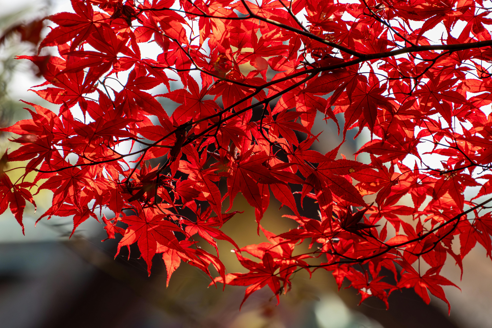 How to Care For Acers: The Easy Care Guide to Beautiful Japanese Maples